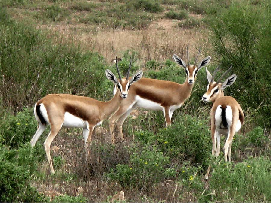 Agadir: Sous Massa National Park Desert Safari Tour & Lunch - Your guide can make or break the vibe