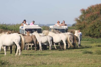 Aigues Mortes: Jeep Photo Safari in Camargue - Getting Started: Meet, Load Up, Then Let the Guide Set the Pace