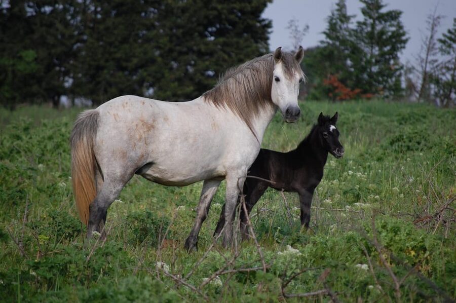 Aigues Mortes: Jeep Photo Safari in Camargue - Culture and Traditions Talk: Why It’s More Than a Ride With Animals