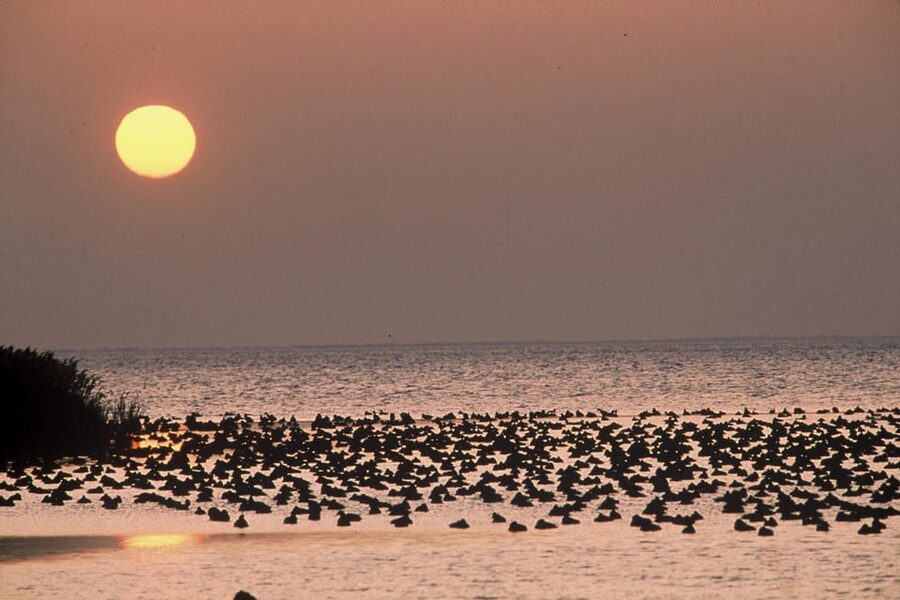Aigues Mortes: Jeep Photo Safari in Camargue - Alcoholic Beverages Included: A Small Comfort During Wildlife Time