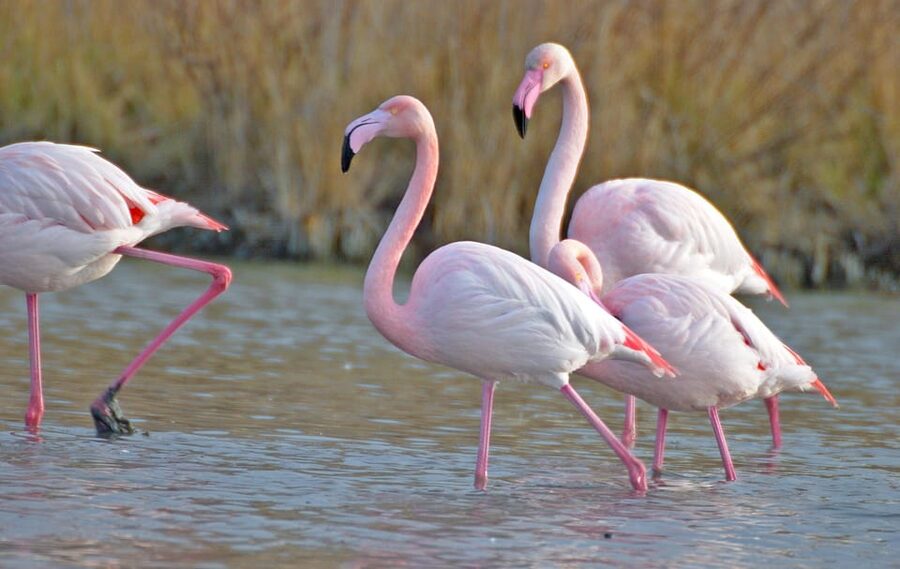 Aigues Mortes: Jeep Photo Safari in Camargue - What to Wear and Bring: Practical Stuff That Makes the Safari Easier