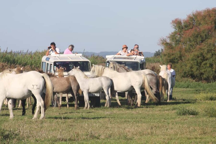 Aigues Mortes: Jeep Photo Safari in Camargue - Getting Started: Meet, Load Up, Then Let the Guide Set the Pace