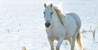 Aigues Mortes: safari en vélo - Ebike tour in Camargue - How the 2.5-Hour Route Moves: Vineyards, Marshes, and Canals