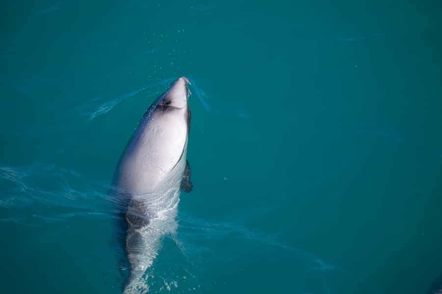 Akaroa: 4WD Safari and Guided Sea-Kayaking Experience - Wildlife viewing: penguins, seals, seabirds, and dolphin possibilities