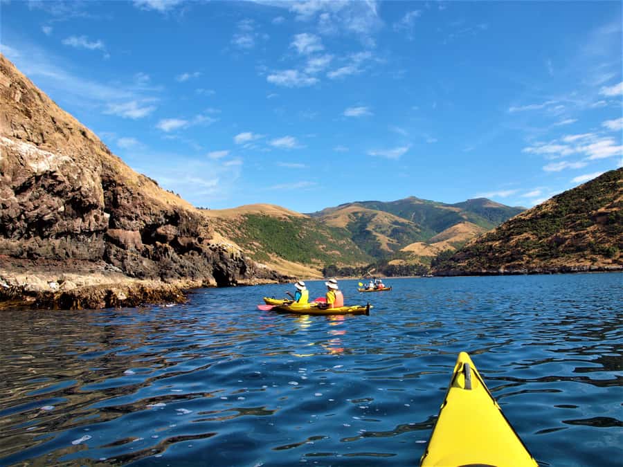 Akaroa: 4WD Safari and Guided Sea-Kayaking Experience - How morning vs afternoon departures change your trip