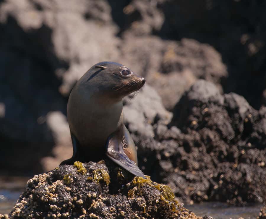 Akaroa: 4WD Safari and Guided Sea-Kayaking Experience - Who this tour fits best (and who should choose something else)