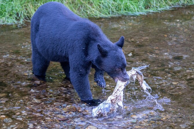 Alaska Wildlife Safari and Sightseeing Tour - Ketchikan hits different: why these stops line up so well