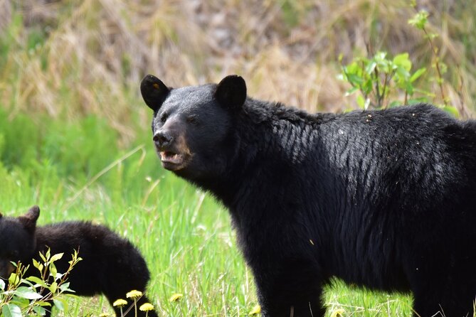 Alaska Wildlife Safari and Sightseeing Tour - Stop 1: Salmon Ladder and the upstream fight you can’t look away from