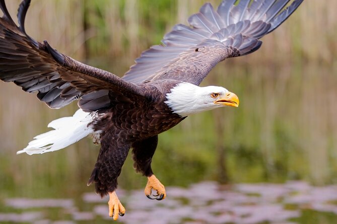 Alaska Wildlife Safari and Sightseeing Tour - Stop 2: Herring Cove for bear odds, eagles overhead, and patient scanning