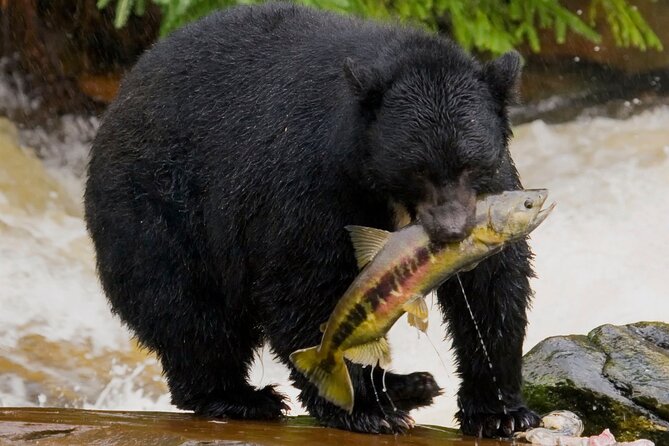 Alaska Wildlife Safari and Sightseeing Tour - Meeting at 131 Front St and riding like a local (small-group logistics)