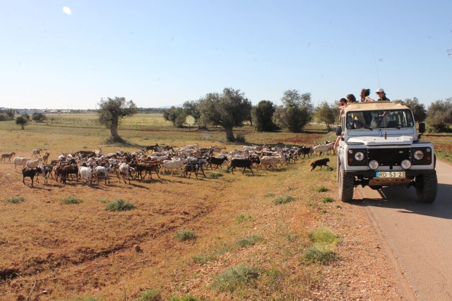 Albufeira: Jeep Safari Half-Day Countryside Tour - Paderne Castle: A Short Visit With Big Algarve Atmosphere