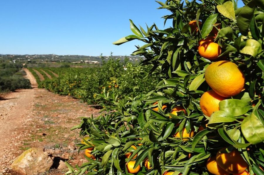 Albufeira: Safari Excursion in the Algarve Mountains - Should You Book This Albufeira Mountains Safari?