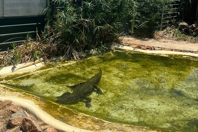 Albufeira Safari w/ Krazy World Visit, Bones & Animals - Why This Albufeira Safari Mix Works