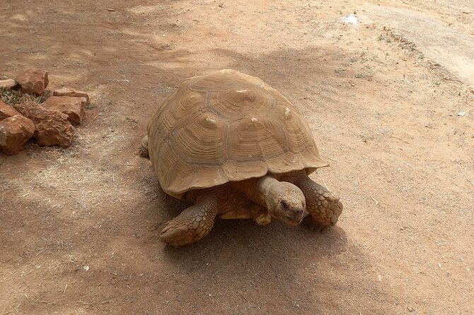 Albufeira Safari w/ Krazy World Visit, Bones & Animals - Stop 2: Capela dos Ossos and the Strange Calm of the Skull Chapel
