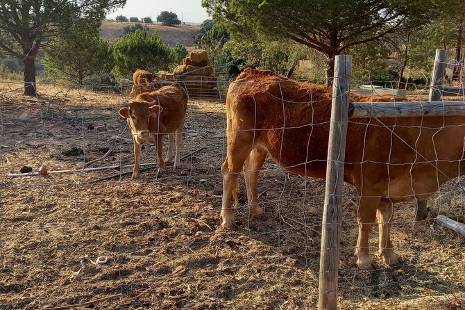 Albufeira Safari w/ Krazy World Visit, Bones & Animals - Paderne Castle Ruins: Ancient Algarve Views Between Stops