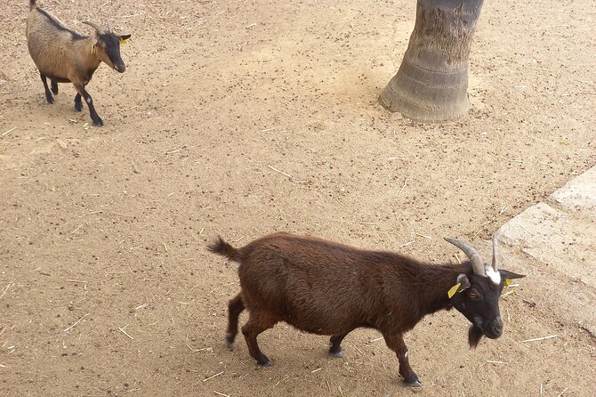 Albufeira Safari w/ Krazy World Visit, Bones & Animals - Krazy World Zoo: Included Entry, Animal Time, and Pool Break