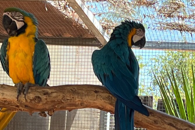 Albufeira Safari w/ Krazy World Visit, Bones & Animals - Price and Value: Is $65.90 a Good Deal?