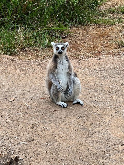 Albufeira Safari with entrance in Krazy World & Bone Chapel - Alcantarilha bone chapel: strange, solemn, and worth the short visit