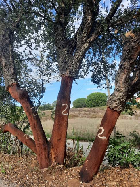 Algarve: 4x4 Safari Tour - from Coastal Wonders to Rural Treasures - Ferragudo fishing village: 500 years on the water
