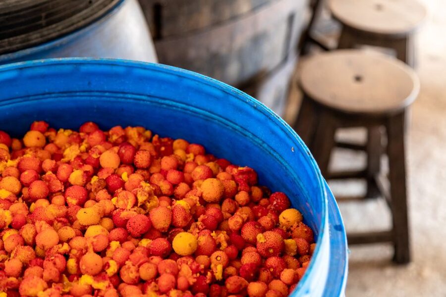 Algarve: Jeep Safari with Distillery Visit & Lunch - Lunch at a Local Restaurant: Where the Tour Turns From Activity to Comfort