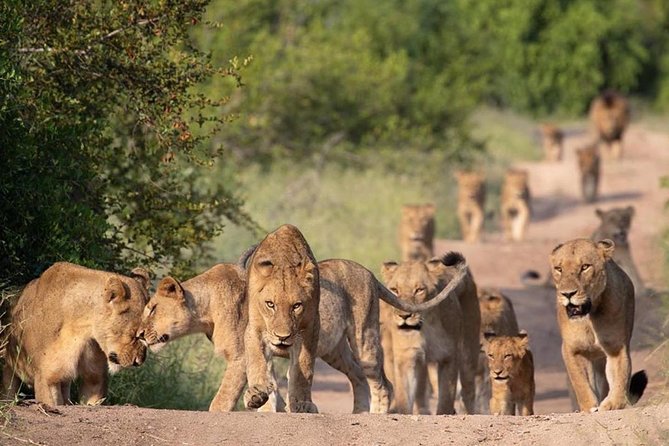 All Inclusive 2 Day Kruger Safari from Johannesburg - Big Five odds in a 2-day plan: realistic, still exciting