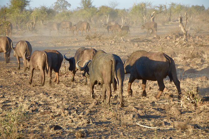 All Inclusive 2 Day Kruger Safari from Johannesburg - Who should book this 2-day Kruger sprint