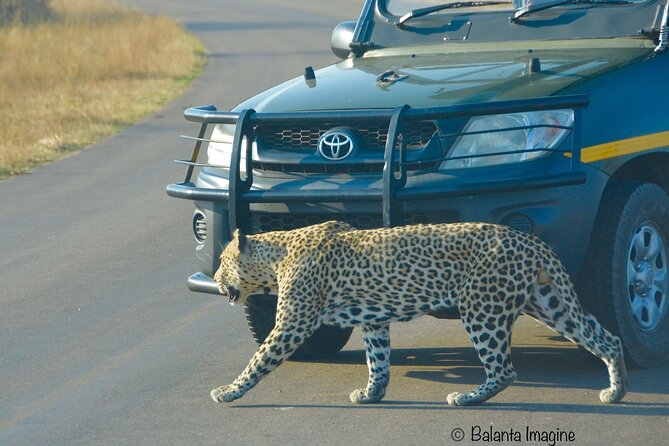 All Inclusive 3 Day Kruger Safari Adventure From Johannesburg - Day 3: The Early Drive, Then a Closed-Vehicle Ride Back Out