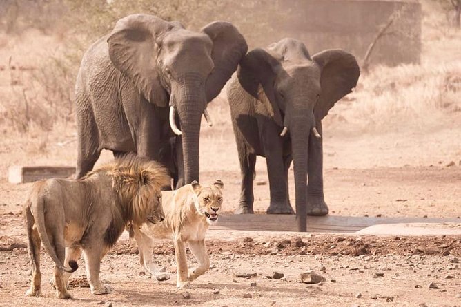 All Inclusive 3 Day Kruger Safari Adventure From Johannesburg - Big Five Odds: How the Timing and Guides Actually Help