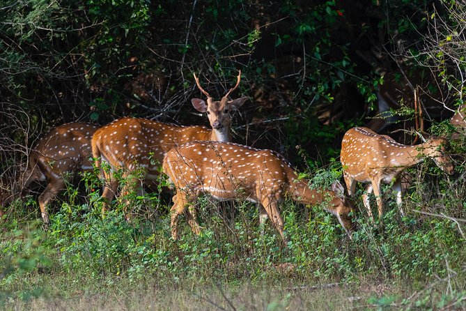 All Inclusive Yala National Park Jeep Safari from Colombo - Comfort that matters: AC transfers, water, and lunch