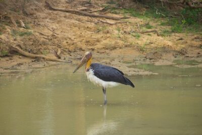 All Inclusive Yala National Park Jeep Safari from Colombo - The jeep safari flow inside Yala’s leopard country