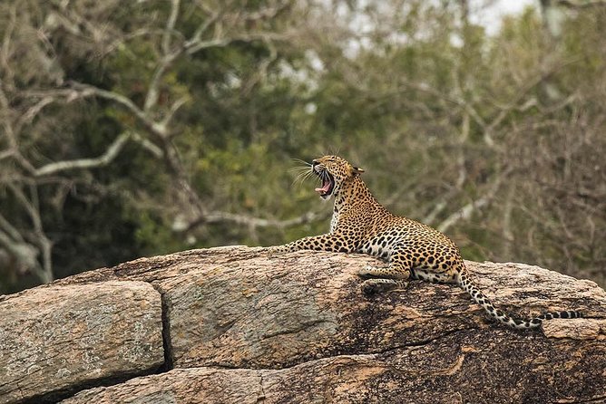 All Inclusive Yala National Park Jeep Safari from Colombo - Private tour value, group discounts, and who it suits
