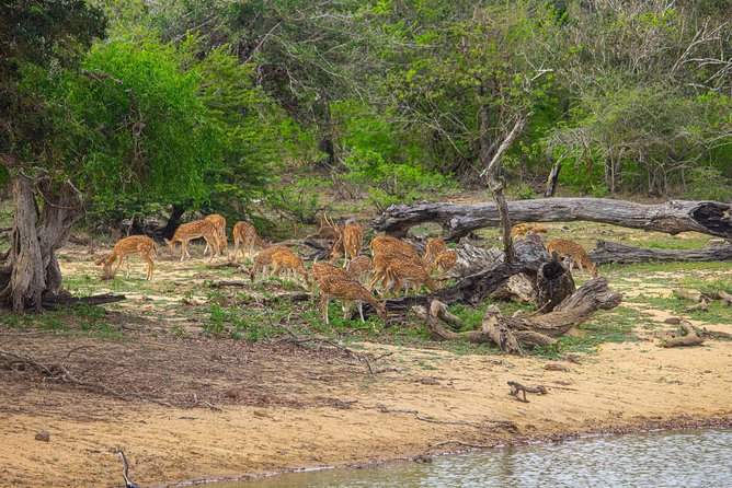 All Inclusive Yala National Park Jeep Safari from Colombo - Price and value: what $258 buys you (and what you still might pay)