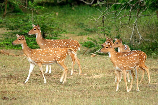 All Inclusive Yala National Park Jeep Safari from Colombo - Timing and logistics tips that make the safari easier