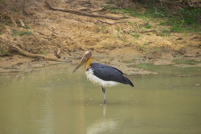 All Inclusive Yala National Park Jeep Safari from Colombo - The jeep safari flow inside Yala’s leopard country