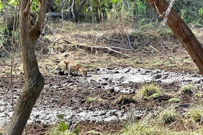 All inclusive Yala/Udawalawa Safari From Ella, Mirissa,Hiriketiya - What’s included, and what that means in real life