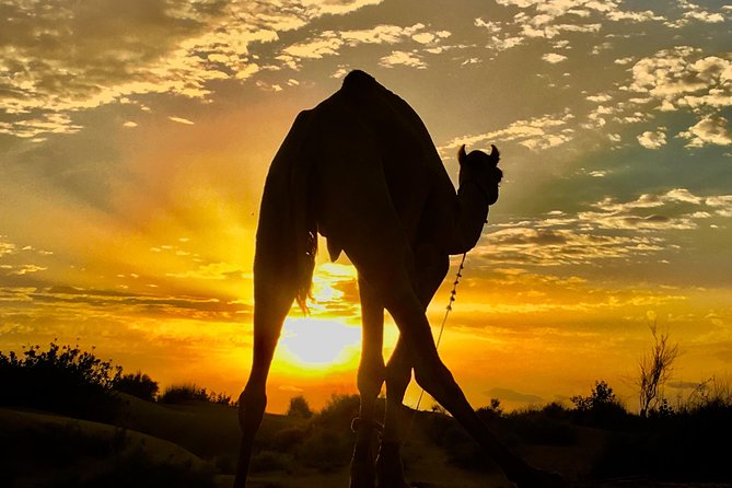 An Overnight Non-touristic Camel Safari (2PM to 11:30 AM Next Day) - Key things to know before you go