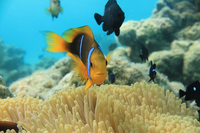 Aqua Safari Introductory Helmet Dive (Underwater Walk) - Timing and logistics in Bora Bora: what your day feels like