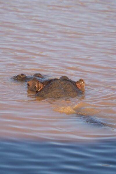 Aquila Game Reserve: Afternoon Safari - Afternoon Safari at Aquila Private Game Reserve: the real value of the timing