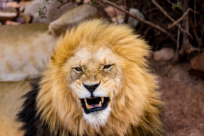 Aquila Game Reserve Safari with Park Fees, Transport & Lunch - Key things to know before you book Aquila from Cape Town
