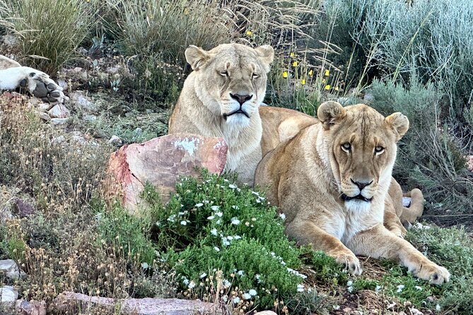 Aquila Game Reserve Safari with Park Fees, Transport & Lunch - Cape Town to Aquila: why this day trip actually makes sense