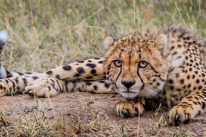 Aquila Game Reserve Safari with Park Fees, Transport & Lunch - Aquila arrival: welcome drink, then buffet lunch before safari