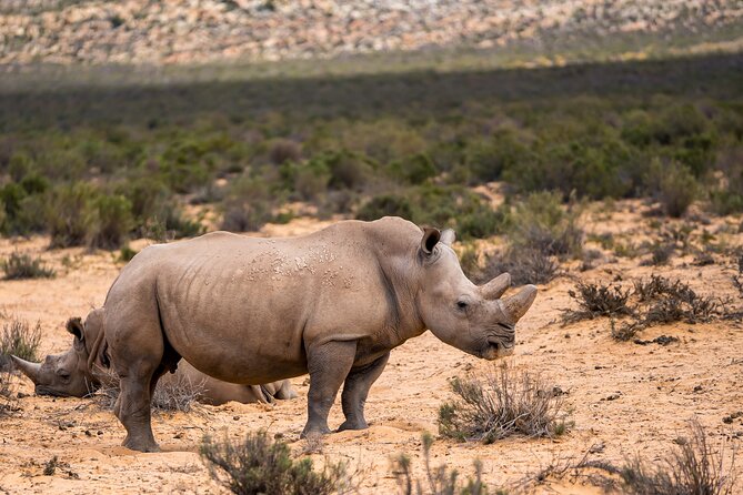 Aquila Game Reserve Safari with Park Fees, Transport & Lunch - The 3-hour open-vehicle game drive: seats, spotting chances, and bumpy-road reality