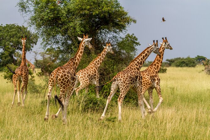 Aquila Game Reserve Safari with Park Fees, Transport & Lunch - What you’ll likely see at Aquila: Big Five odds plus the animal mix