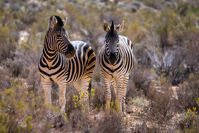 Aquila Game Reserve Safari with Park Fees, Transport & Lunch - Lunch, water, and the alcohol rule so there are no surprises
