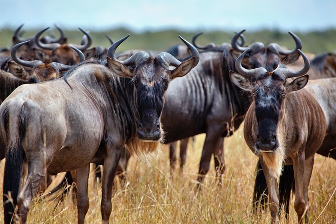 Aquila Game Reserve Safari with Park Fees, Transport & Lunch - Pickup from Cape Town, then the N1 scenic run through the Cape Winelands