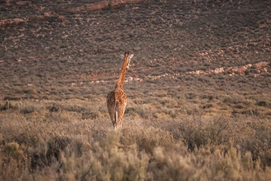 Aquila Private Game Reserve: Sunset Safari with Entry Fee - The 3:00 PM arrival: tea, snacks, and a calmer start