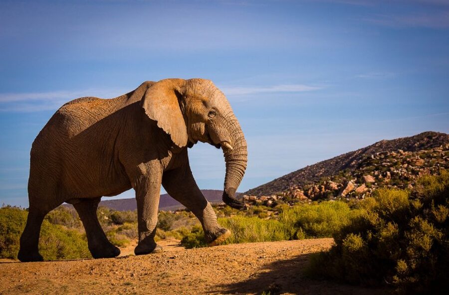 Aquila Private Game Reserve: Sunset Safari with Entry Fee - The 16:00 open 4x4 safari drive: spotting Big 5 at the right moment