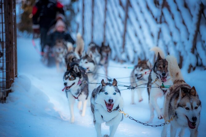 Arctic Animals Combo Safari, Reindeer and Husky Adventure - Key points to know before you go