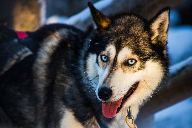 Arctic Animals Combo Safari, Reindeer and Husky Adventure - How the 3-hour Arctic Animals Combo Safari flows in Rovaniemi