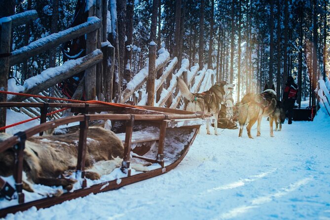 Arctic Animals Combo Safari, Reindeer and Husky Adventure - Arctic Circle Husky Park: purebred Siberian huskies and sled-speed excitement